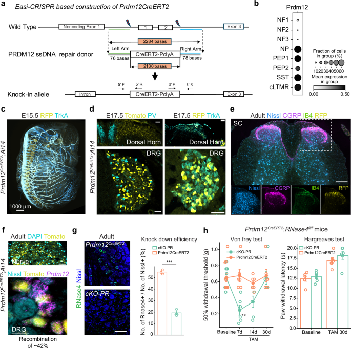 Fig. 3: Characterization of Prdm12CreERT2 mouse line and RNase4 recombination in neurons and impact on pain behavior.