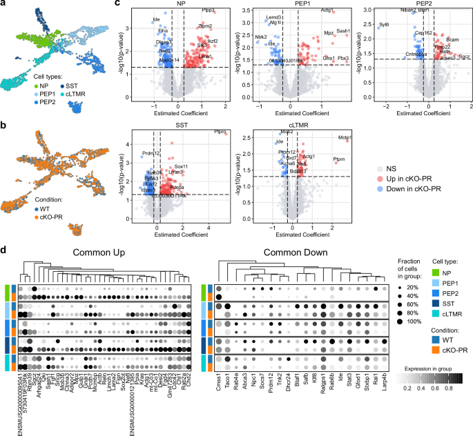 Fig. 4: Molecular profiling of Prdm12CreERT2; Rnase4fl/fl Nociceptors.