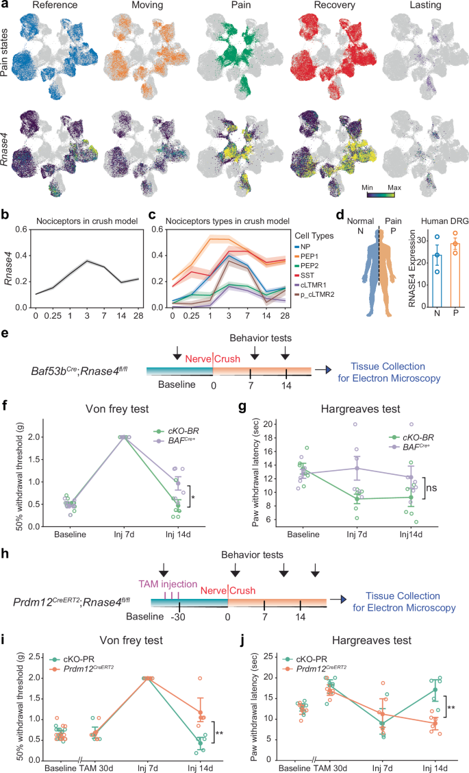 Fig. 6: RNase4 expression changes in nociceptive lineage cells following nerve crush injury and pain sensitivity in conditional RNase4 knockout mice.