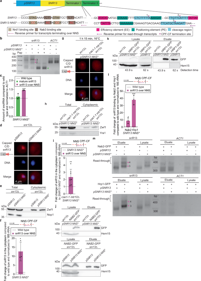 Fig. 5: Mutation of the NNS binding sites in SNR13 leads to an enhanced CPF-CF termination and shuttling.