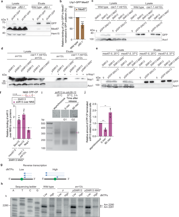 Fig. 6: CPF-CF terminated snR13 forms a functional snoRNP after shuttling.