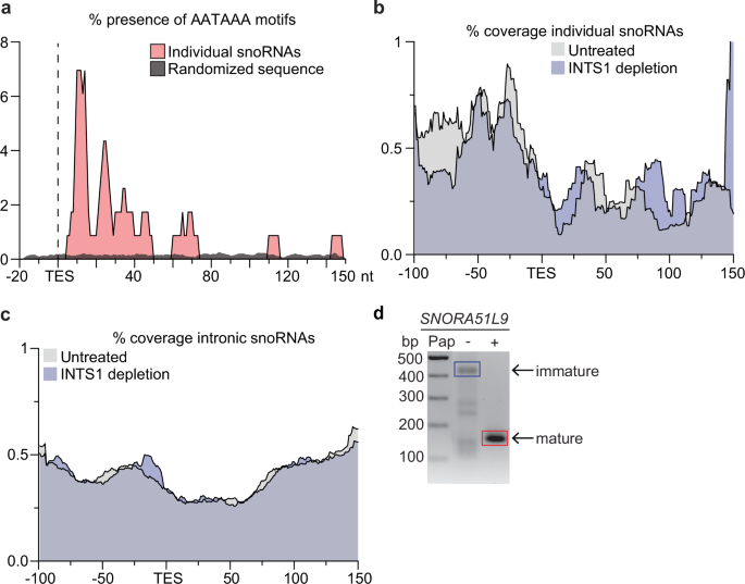 Fig. 7: Human individually-encoded snoRNAs can be terminated via CPSF-CF and receive a poly.