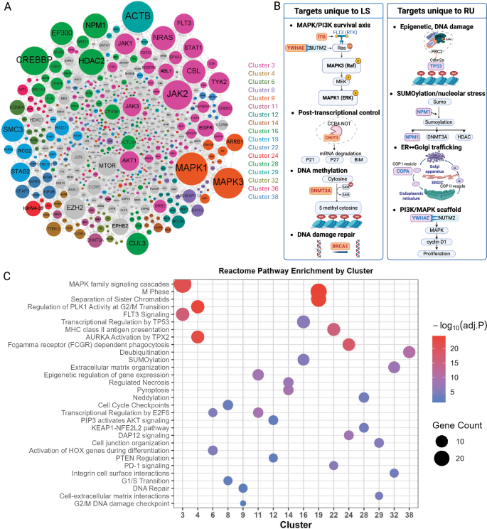 Fig. 8: Functional interaction network of AML-associated genes revealing key proteins and pathways targeted by LS and RU combinatorial therapies.