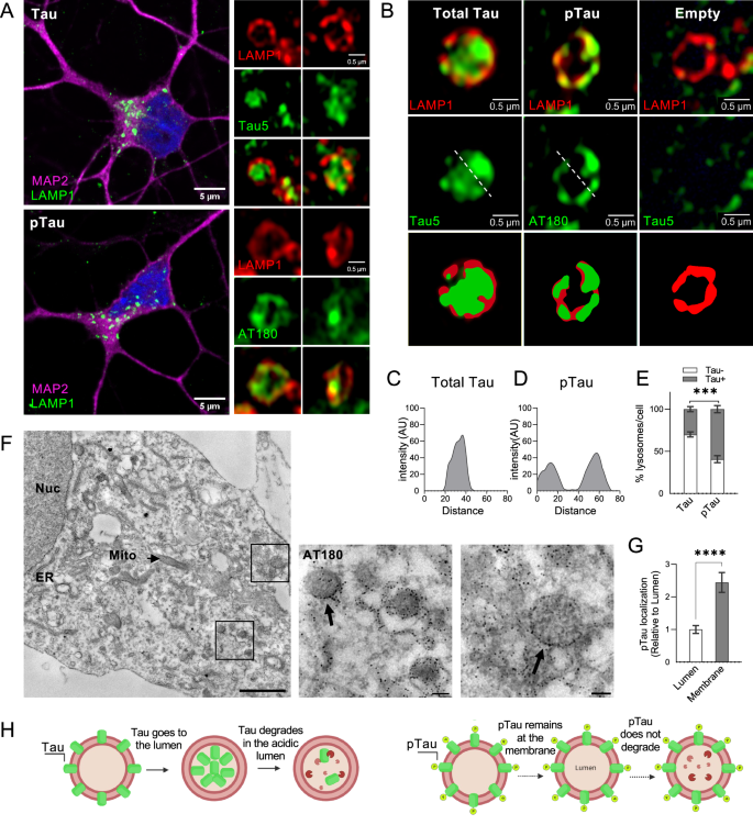 Fig. 1: Lysosomal localization of phosphorylated Tau in human neurons.