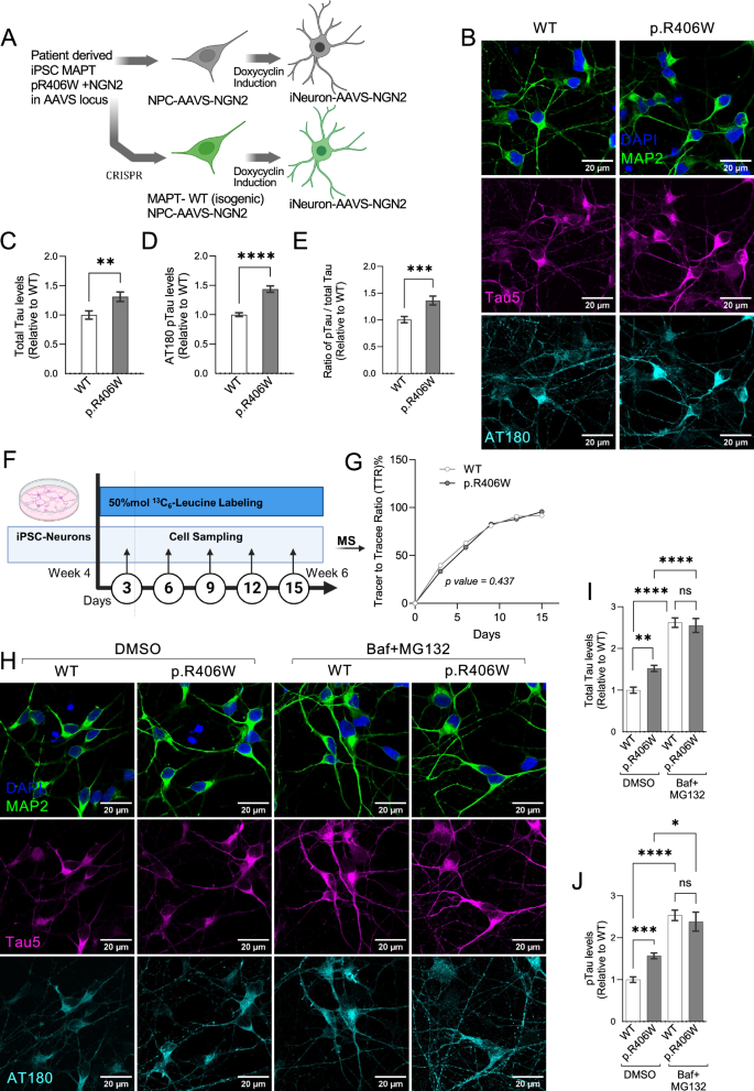 Fig. 2: Tau accumulation in MAPT p.R406W neurons.