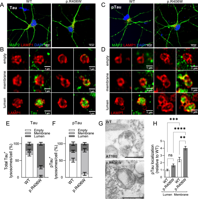 Fig. 3: Tau accumulates in lysosomes in MAPT p.R406W neurons.