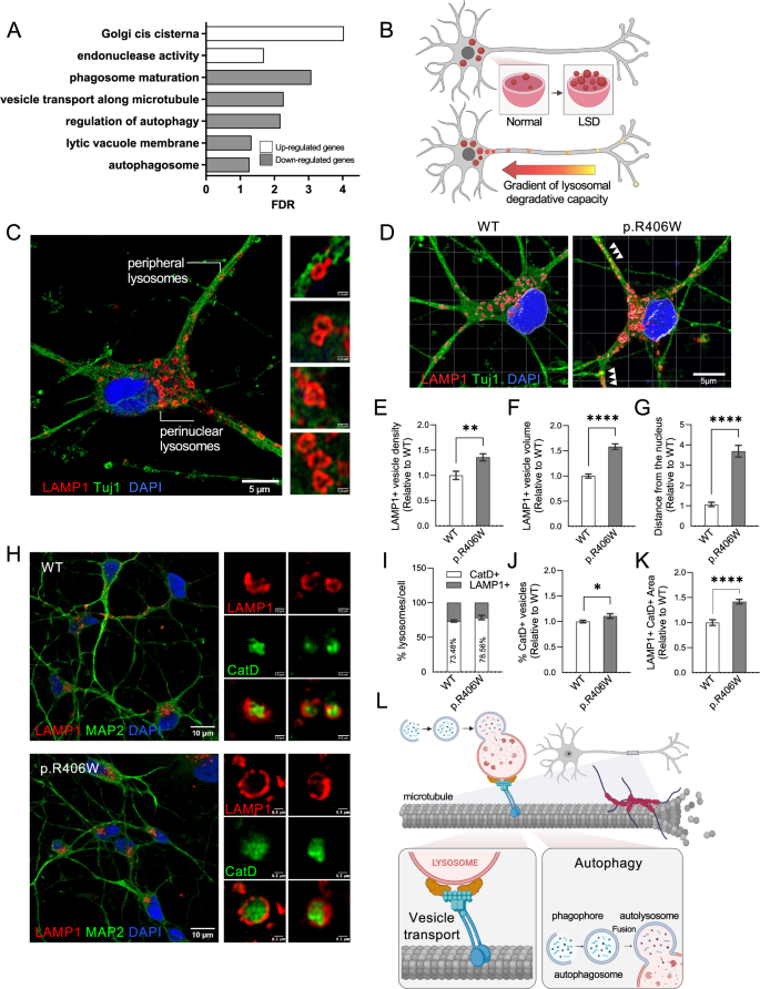 Fig. 4: Lysosomal pathways are disrupted in MAPT p.R406W neurons.