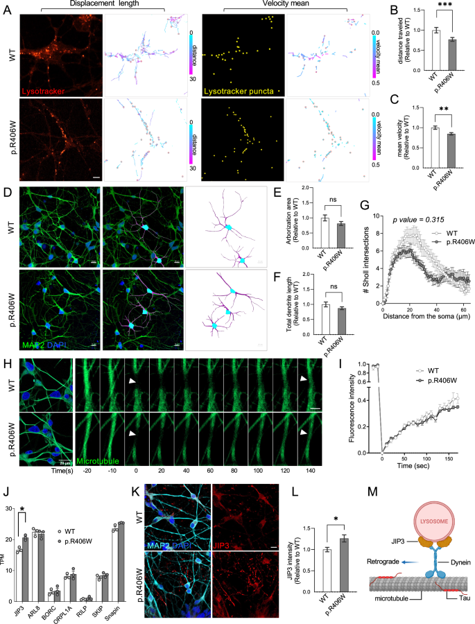 Fig. 5: MAPT p.R406W neurons exhibit defects in lysosomal transport.