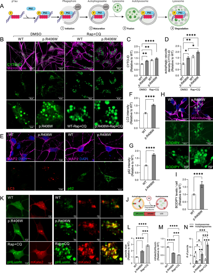 Fig. 6: MAPT p.R406W neurons exhibit impaired autophagy.