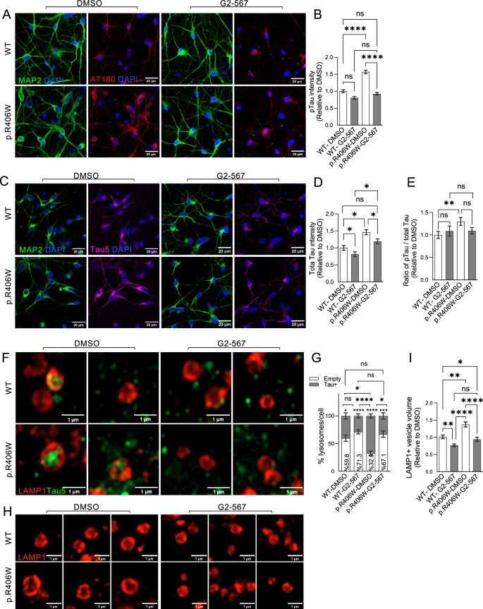 Fig. 7: Autophagy enhancer G2-567 rescues Tau accumulation in MAPT p.R406W neurons.