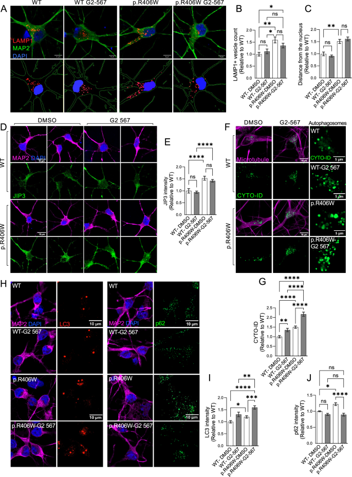 Fig. 8: Autophagy enhancer G2-567 rescues autophagy in MAPT p.R406W neurons without rescuing motility defects.