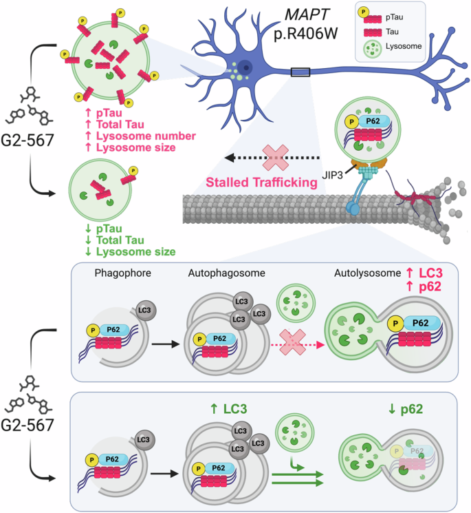 Fig. 9: MAPT p.R406W disrupts the autophagy-lysosome pathway and Tau localization in the lysosome in human neurons.