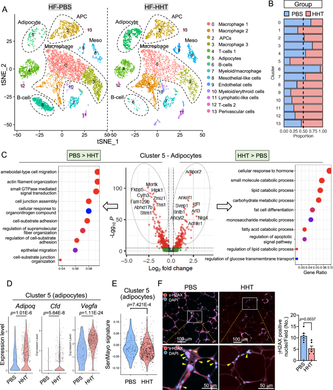 Fig. 4: HHT treatment induces global alterations in adipose tissue cell populations and reduces the senescence of adipocytes.