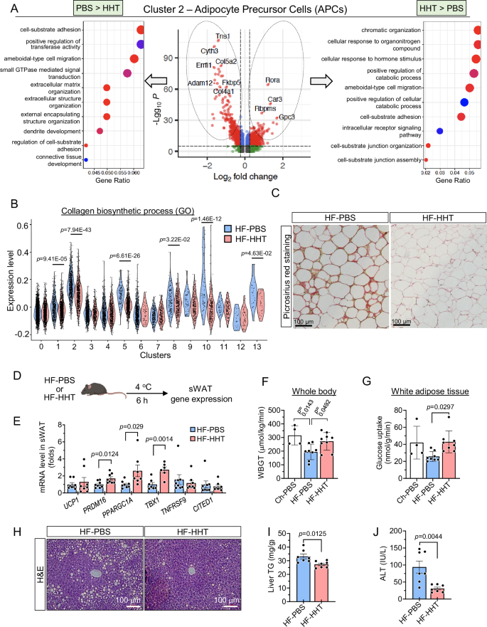 Fig. 5: HHT treatment reduces fibro-inflammatory signatures in adipocyte precursor cells and improves insulin resistance.