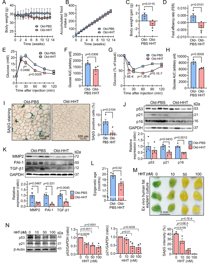 Fig. 6: HHT improves insulin resistance and adipose tissue senescence in aged mice and reduces senescence of human adipose tissue.