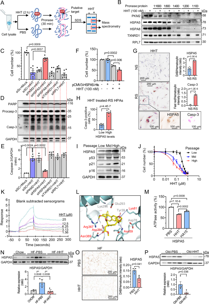Fig. 7: HHT exerts senotherapeutic effects by targeting HSPA5.