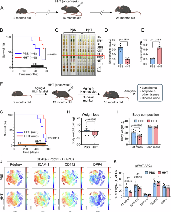Fig. 9: HHT delays aging and extends lifespan in physiological aging mice.