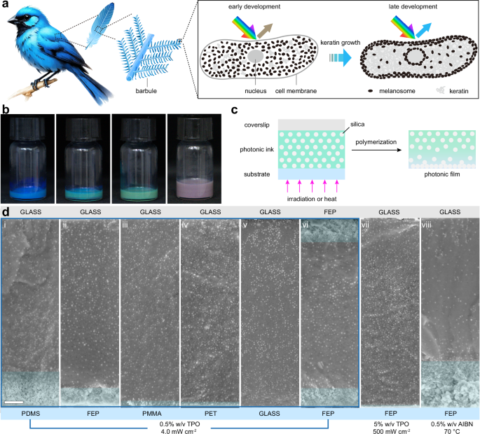 Fig. 1: Bioinspired hierarchical structures enabled by photopolymerization-driven nanoparticle segregation.
