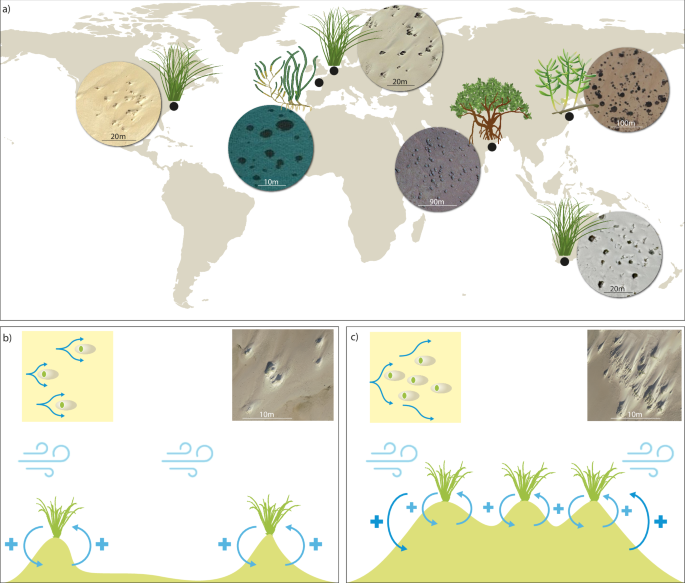 Fig. 1: Patchy coastal systems worldwide and conceptual model of the patch-interaction hypothesis.