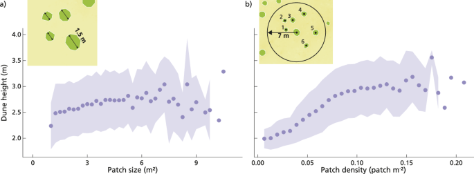 Fig. 2: Effects of patch size and local patch density on dune height.