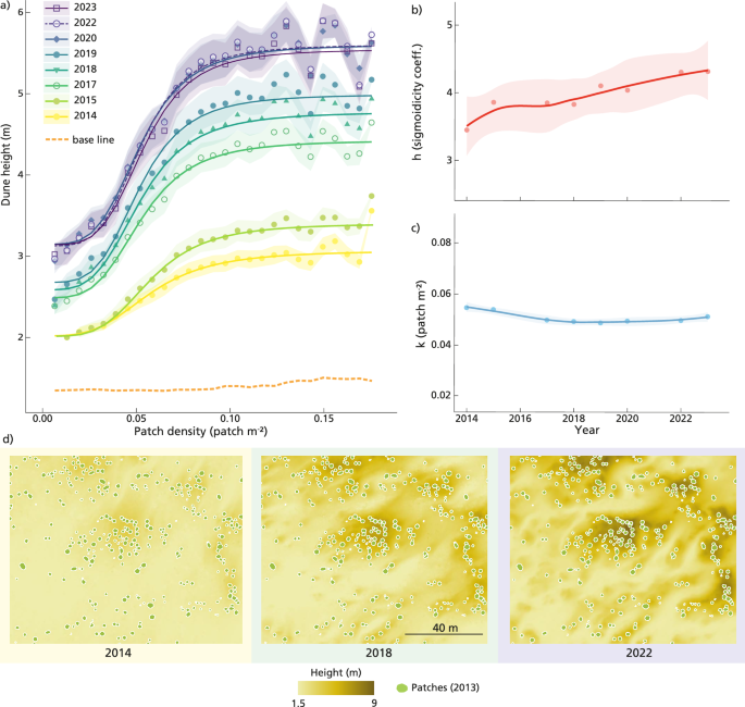 Fig. 3: Long-term dune development as a function of local patch density.