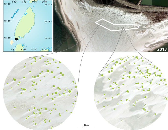 Fig. 6: Location of the study site along the North Sea coast (52°59'43.1“N 4°43'46.0“E).