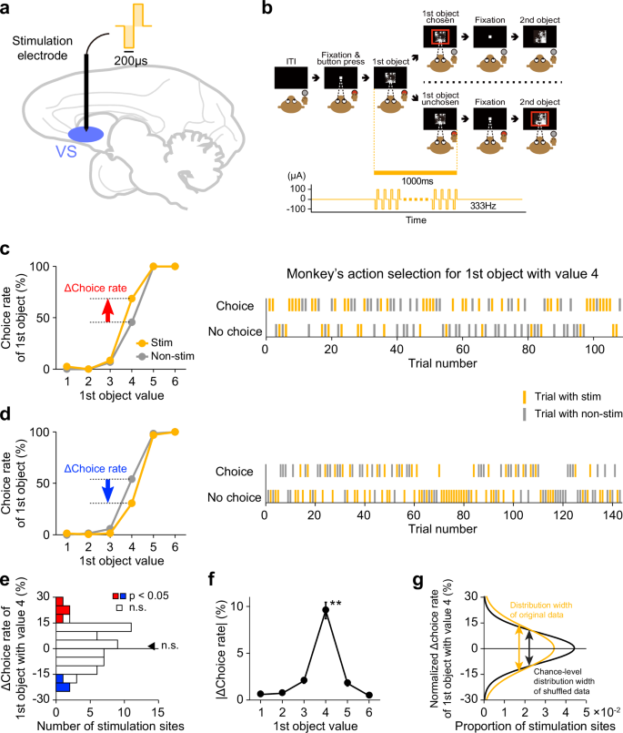 Fig. 4: Effect of electrical stimulation of the ventral striatum on monkey’s action selection.