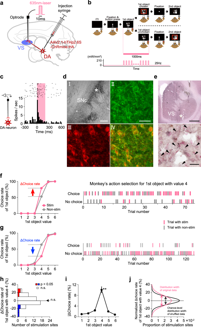 Fig. 5: Effect of optogenetic facilitation of dopamine input to the ventral striatum on monkey’s action selection.