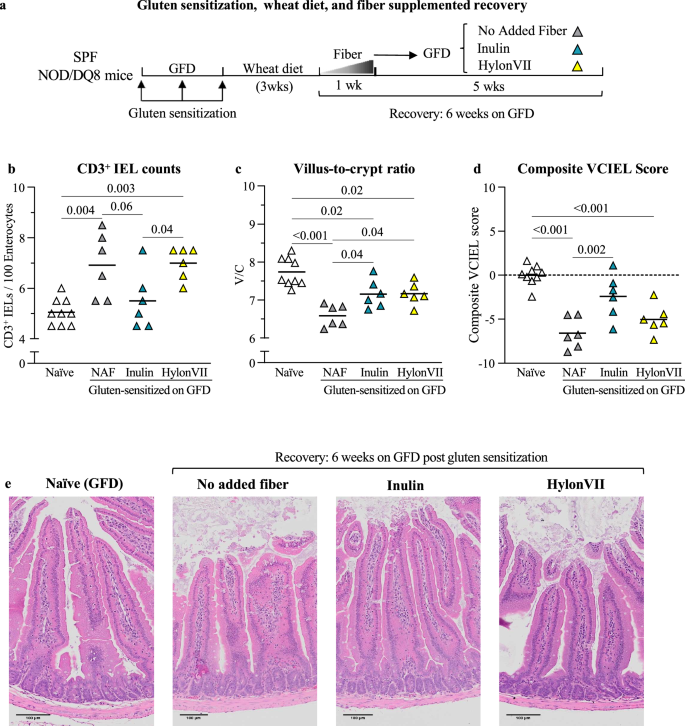 Fig. 3: Inulin accelerates histological recovery in gluten-sensitized SPF NOD/DQ8 mice.