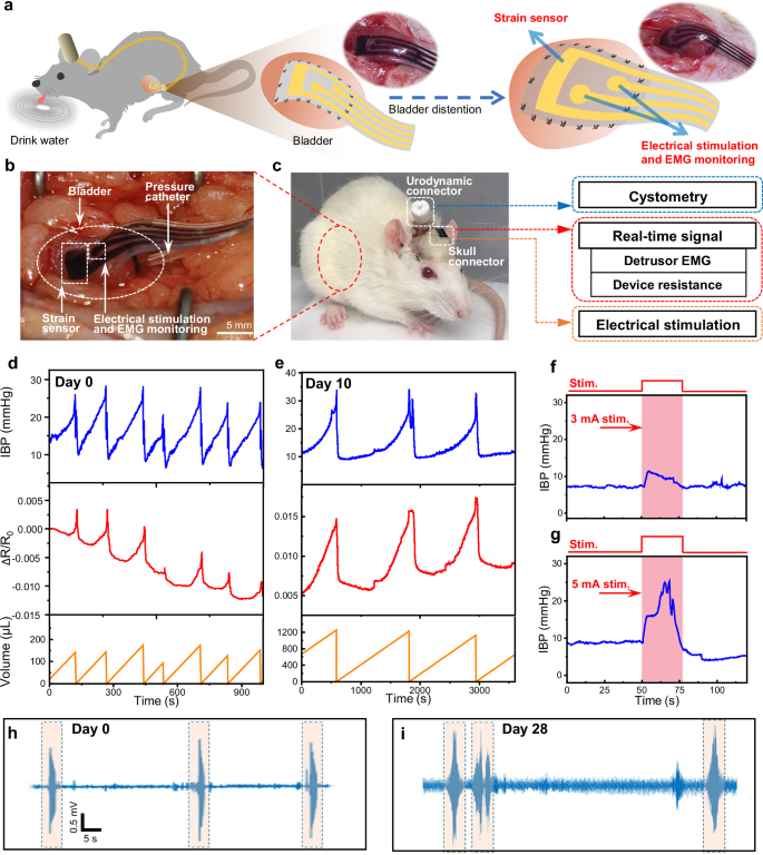 Fig. 4: Long-term performance of BdMI implantation in the rat urinary system for real-time monitoring and intervention.