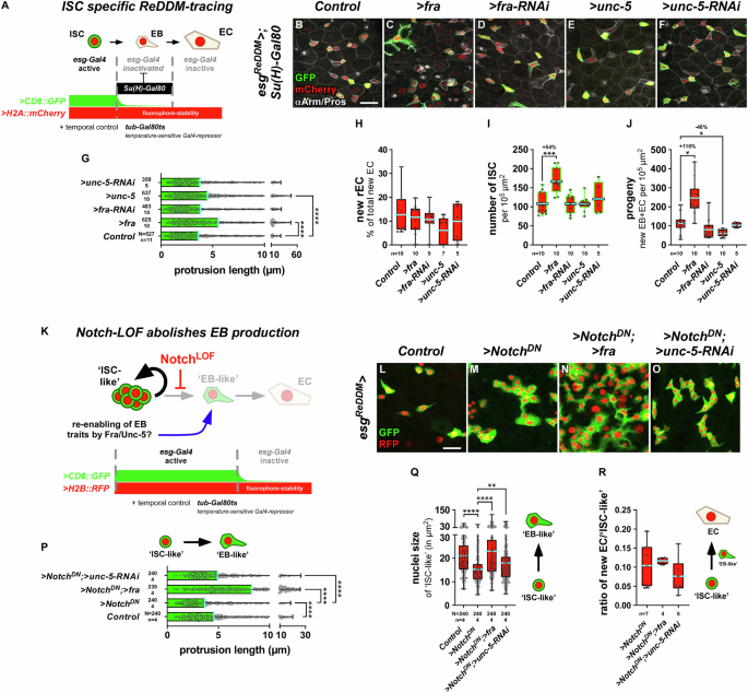 Fig. 3: Fra and Unc-5 induce EB traits and Notch-dependent EC differentiation.