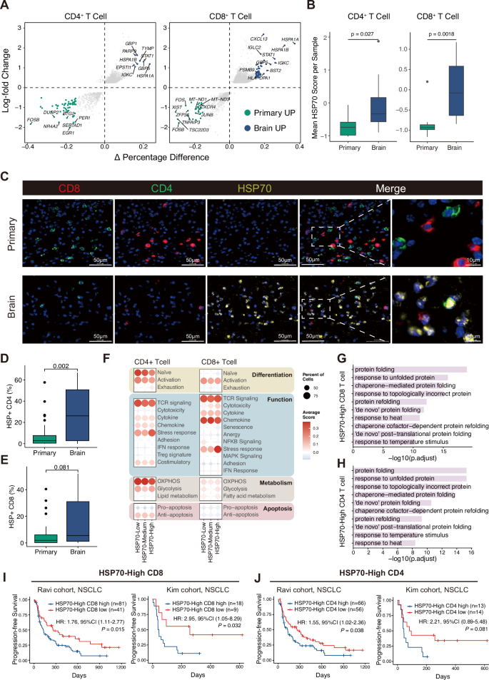 Fig. 2: Elevated HSP70 expression in T cells from BMs is associated with poor prognosis in patients undergoing immunotherapy.