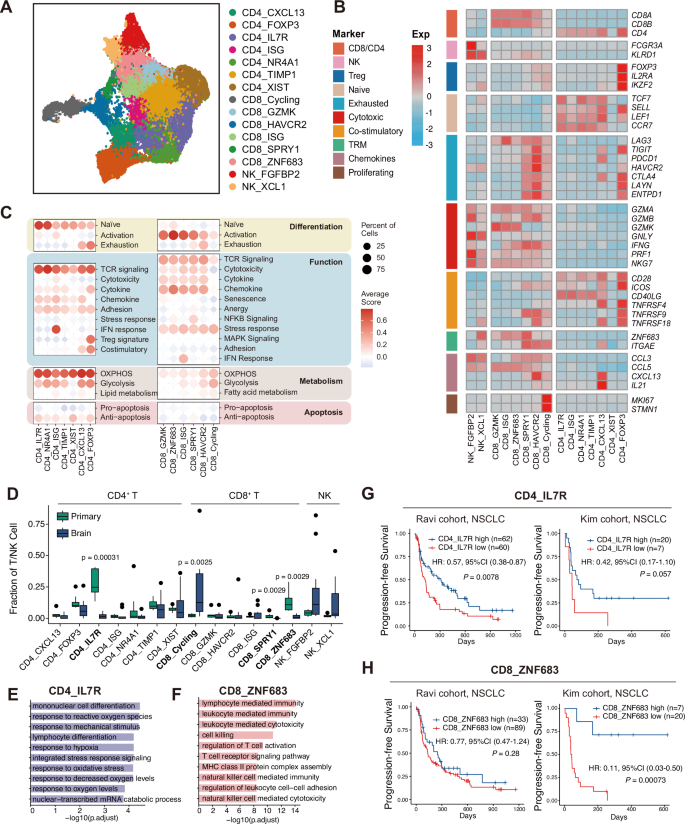 Fig. 3: Characterization of T/NK cells in PT and BM samples reveal enrichment of immune-suppressive Cycling T cells in BMs.