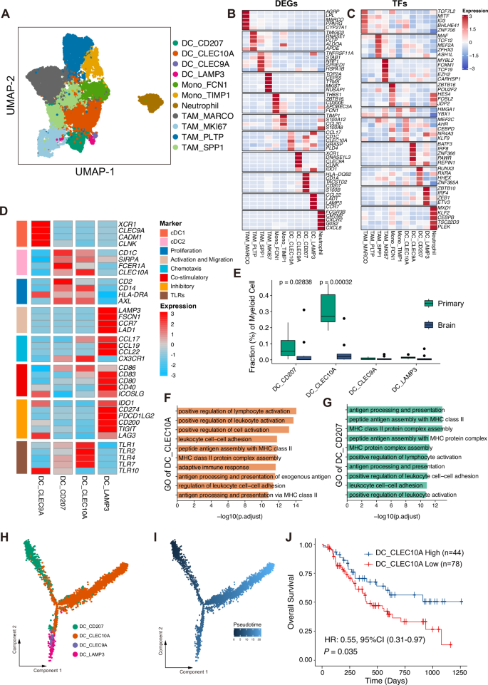 Fig. 4: Elevated anti-inflammatory cDC2-like DCs in primary NSCLC correlate with immunotherapy efficacy.