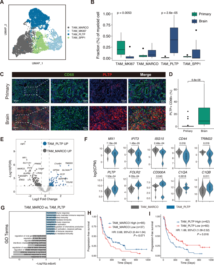 Fig. 6: Diverse tumor-associated macrophages (TAMs) in PT and BM are associated with a distinct functional profile and prognostic significance.