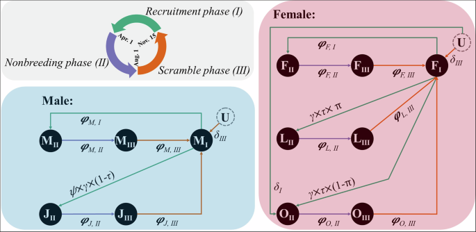 Fig. 2: The life-cycle diagram used to model the dynamics of superb fairy-wrens.