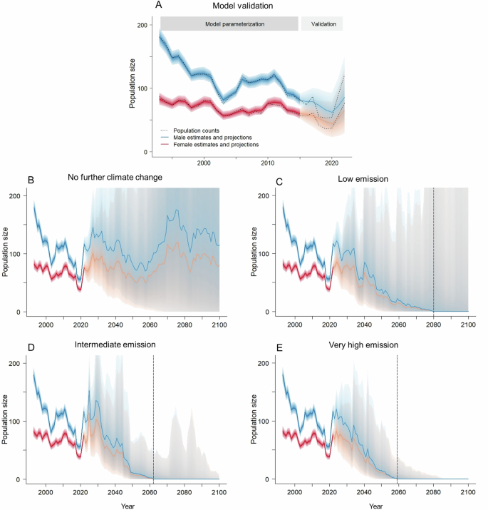Fig. 4: The estimated historical and projected population sizes of female and male superb fairy-wrens.