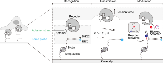 Fig. 1: Aptamer-based mechanoprobes (MPs) enable cell-type-specific mechanosensing and programmable control via upstream DNA reaction networks.