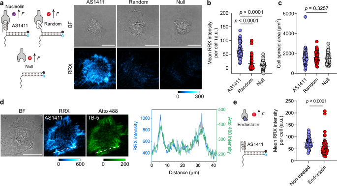 Fig. 2: Specific aptamer–receptor recognition is required for mechanosensing by aptamer-based MPs.