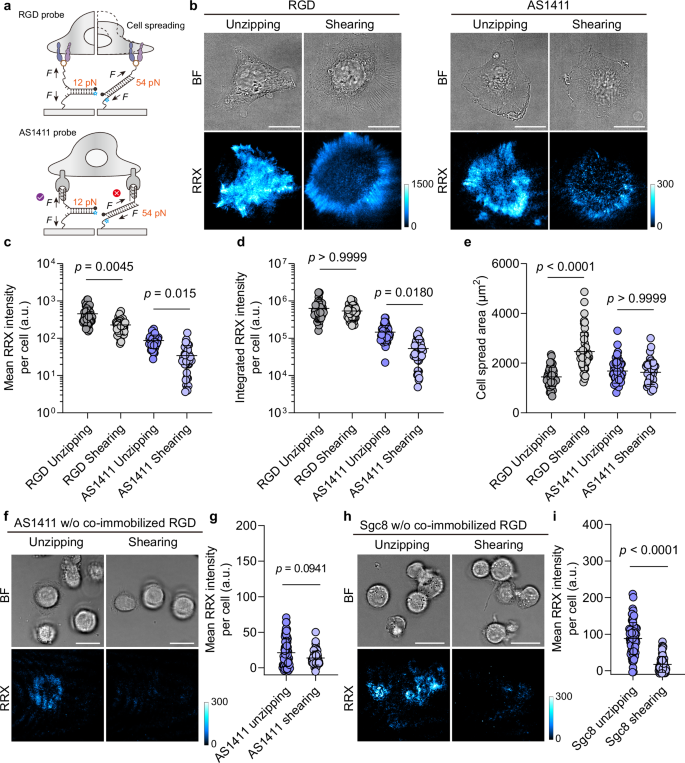 Fig. 3: Aptamer MPs reveal force magnitudes across noncanonical mechanoreceptors.
