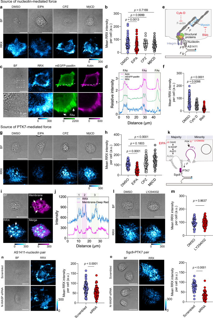 Fig. 4: Aptamer MPs reveal force origins associated with noncanonical mechanoreceptors.
