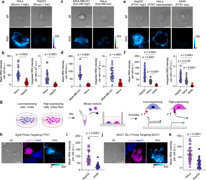 Fig. 5: Customized cell-type-specific mechanoactivation enabled by aptamer-receptor recognition.