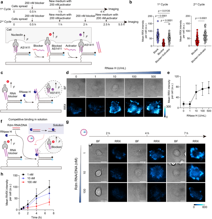 Fig. 6: Programmable mechanoactivation enabled by upstream DRNs.