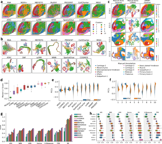 Fig. 4: SMART integrates MISAR-seq multi-omics data and accurately identifies spatial regions.