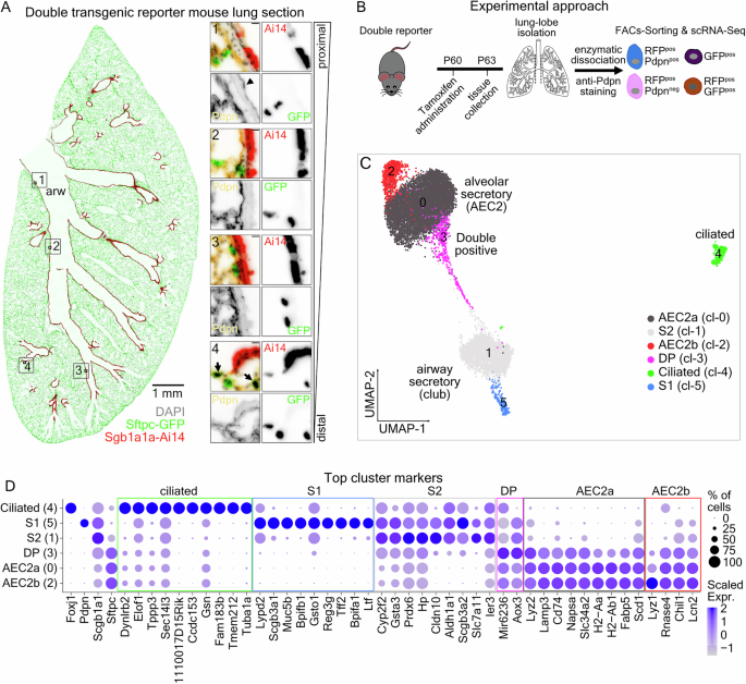 Fig. 1: Characterization of lung secretory cell heterogeneity.