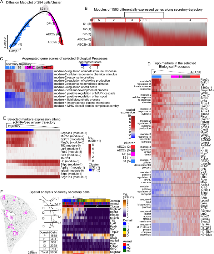 Fig. 2: scRNA-Seq trajectory recapitulates the airway proximal-distal pattering.