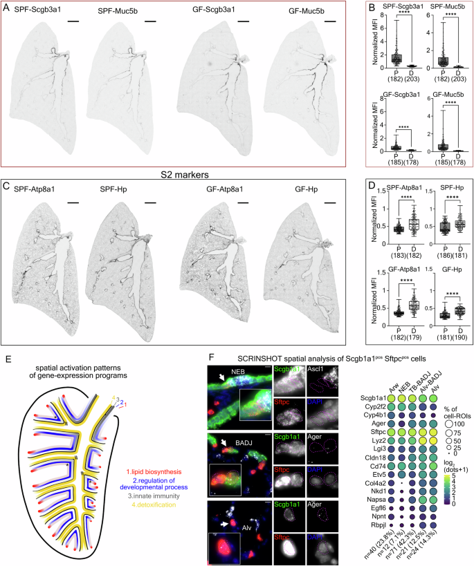 Fig. 3: Gene expression patterns along the airway PD-axis.
