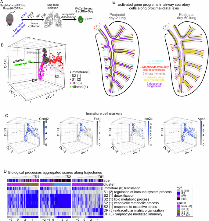 Fig. 4: Lineage-tracing of airway secretory cell heterogeneity.