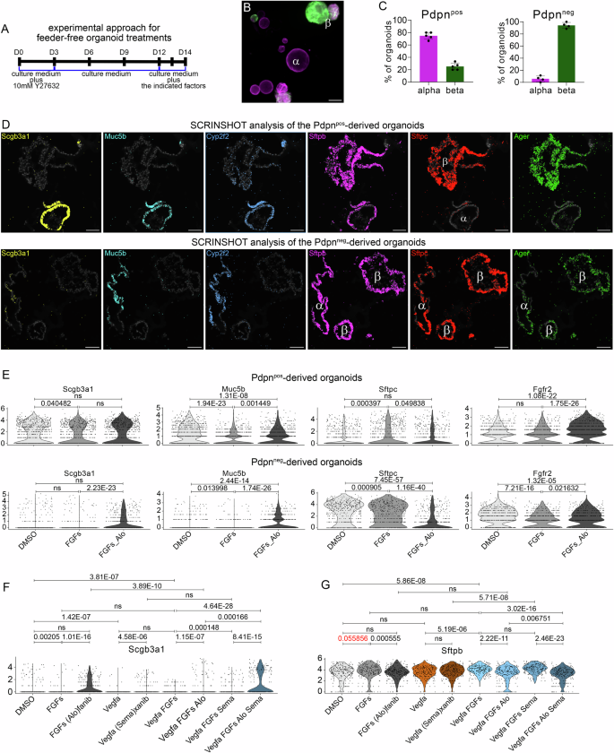 Fig. 6: Pharmacological FGFR-signaling perturbations in feeder-free organoids reproduce main aspects of the in vivo phenotype.