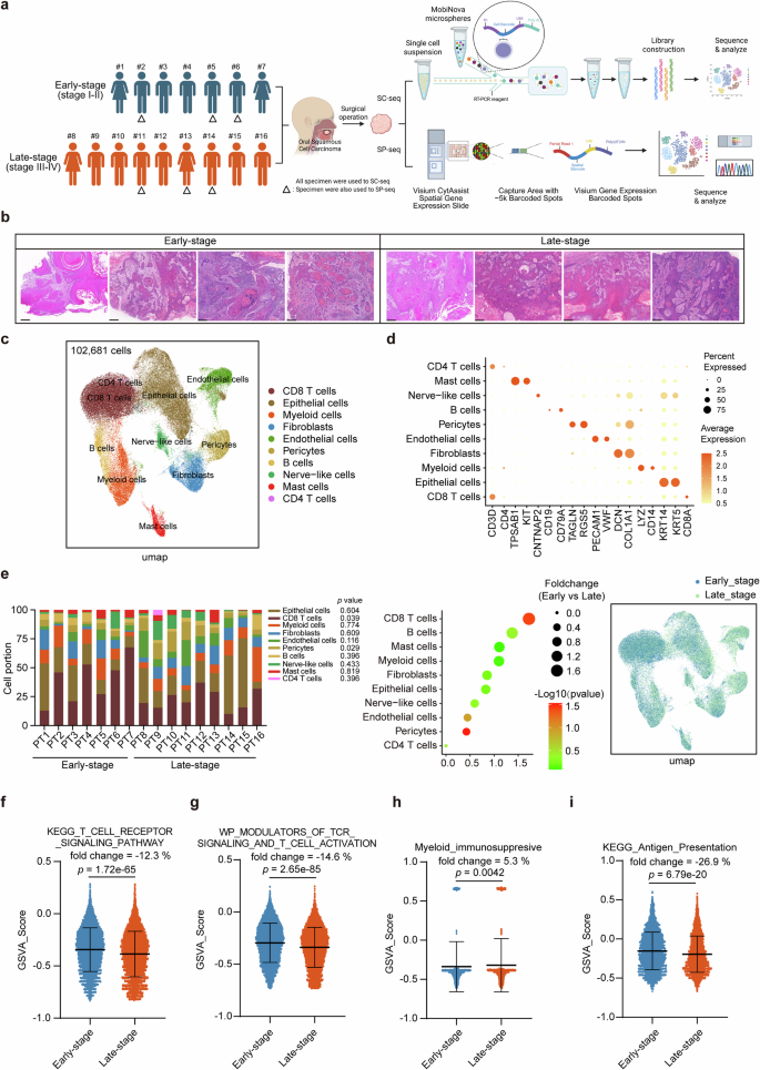 Fig. 1: Single-cell RNA sequencing reveals the tumor microenvironment of early-stage and late-stage OSCC.